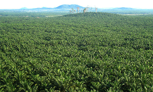 plantation_PT Rebinmas Jaya